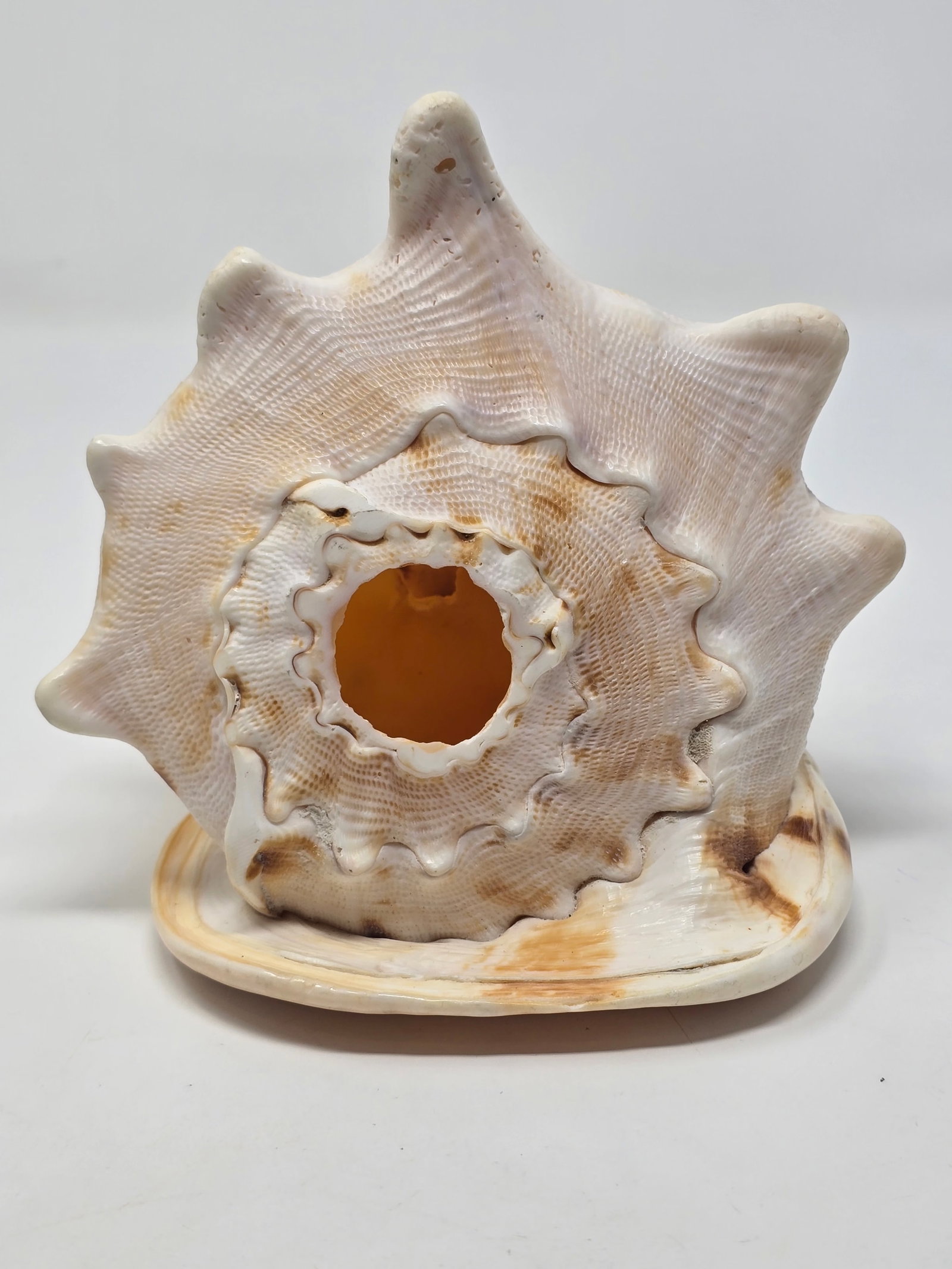 Fabulous Horned Helmet Shell (aka "Cassis Cornuta") - 3
