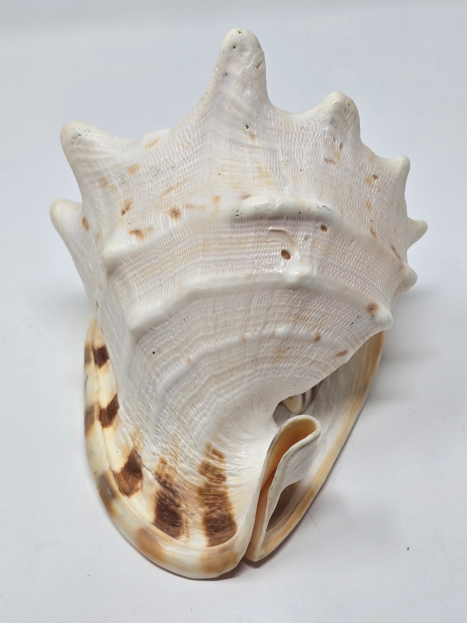 Fabulous Horned Helmet Shell (aka "Cassis Cornuta") - 4