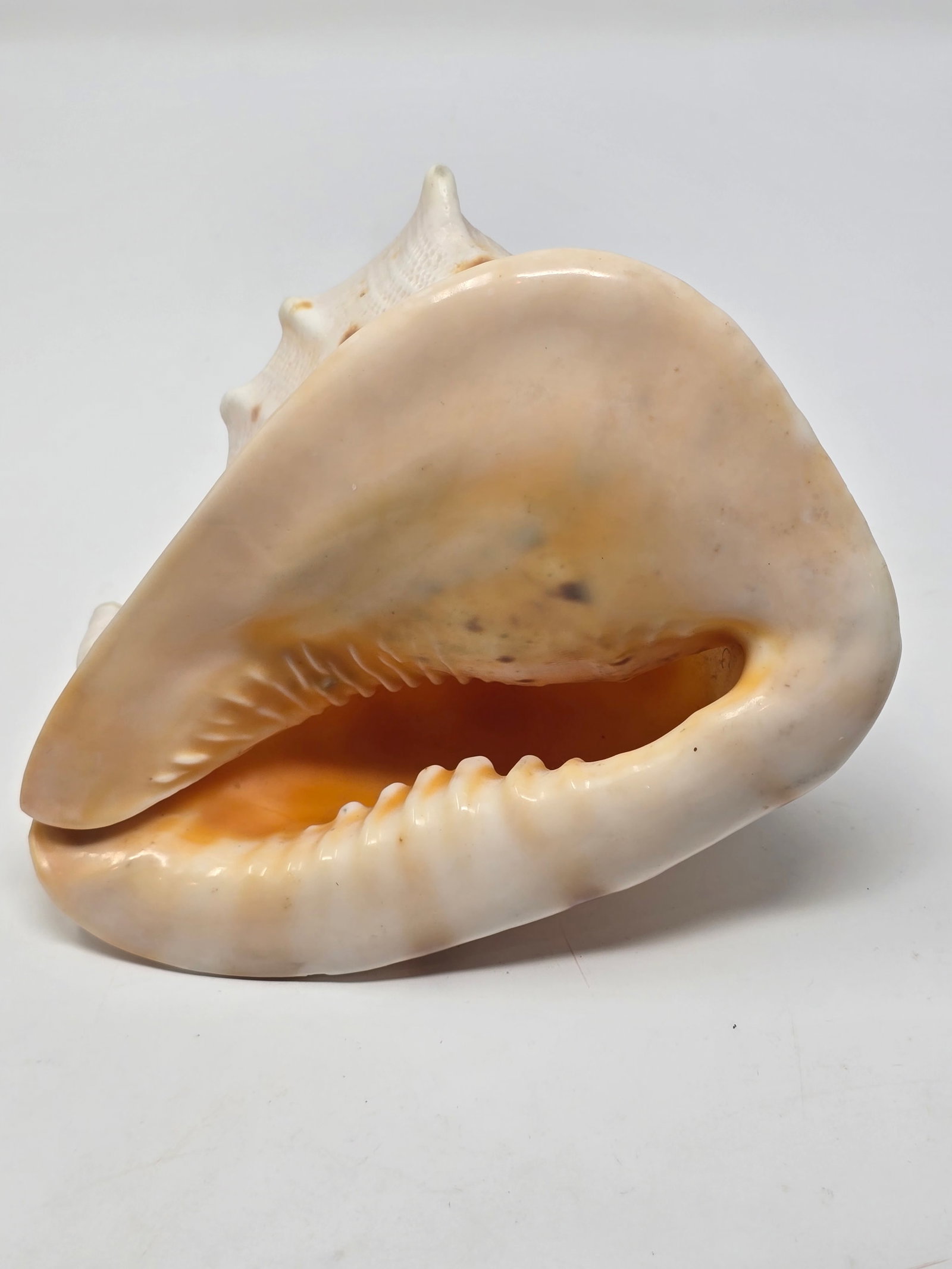 Fabulous Horned Helmet Shell (aka "Cassis Cornuta") - 5