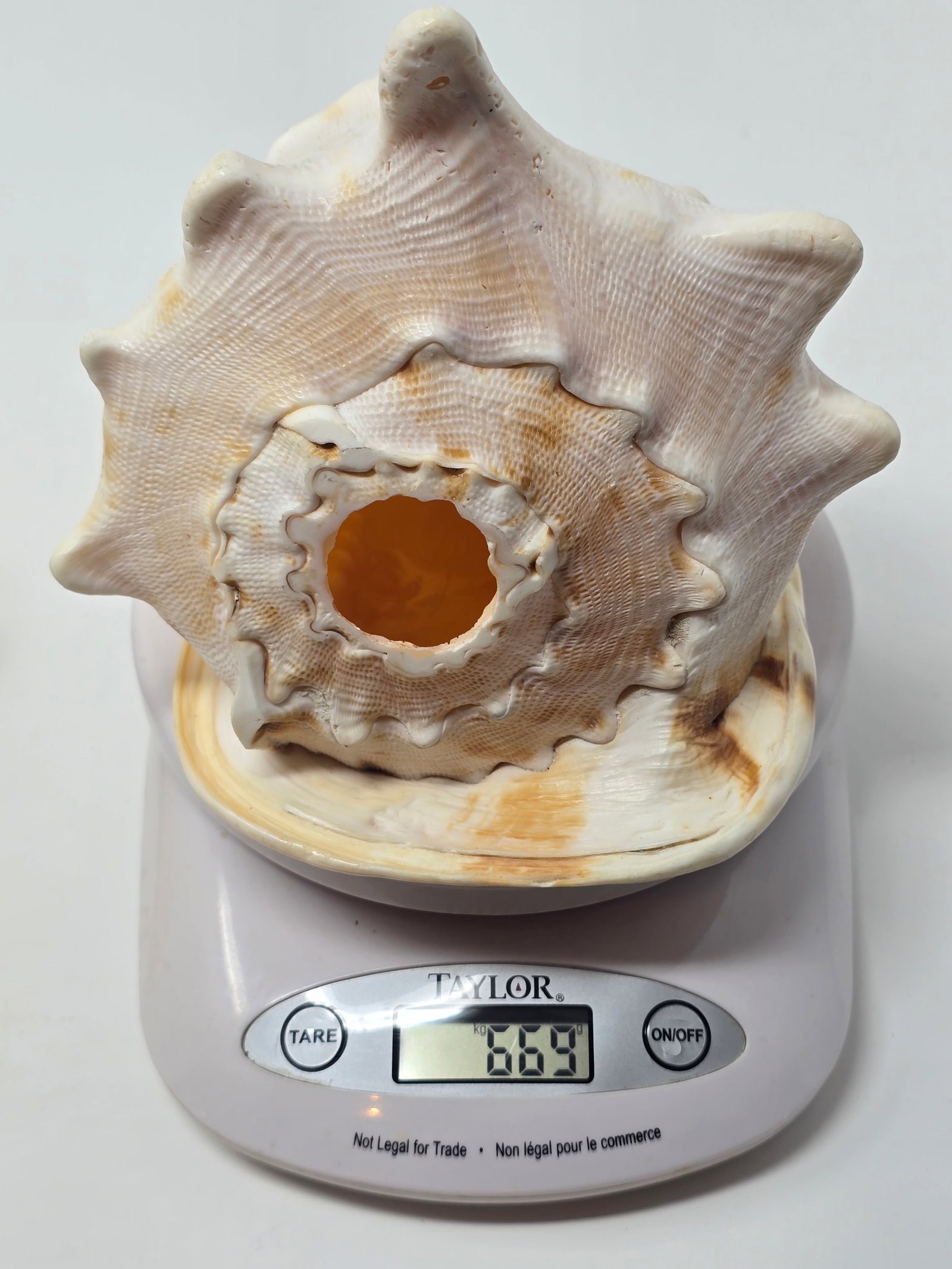 Fabulous Horned Helmet Shell (aka "Cassis Cornuta") - 7