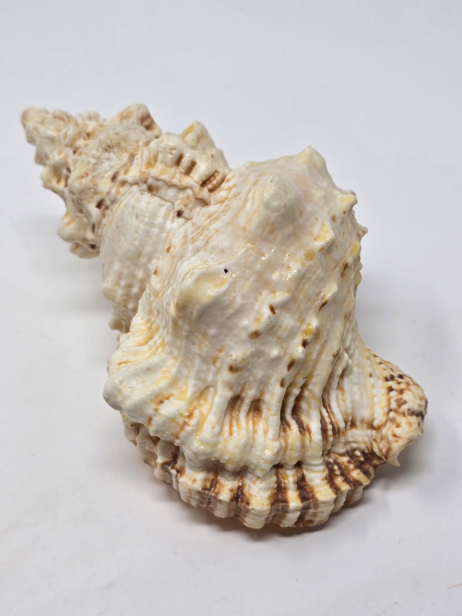 Giant Frog Shell (aka "Tutufu Bubo" or "Bursa Bobu") - 2