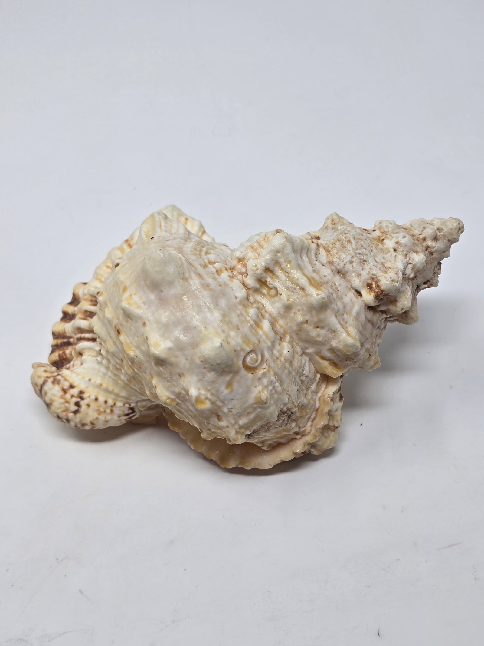 Giant Frog Shell (aka "Tutufu Bubo" or "Bursa Bobu") - 3