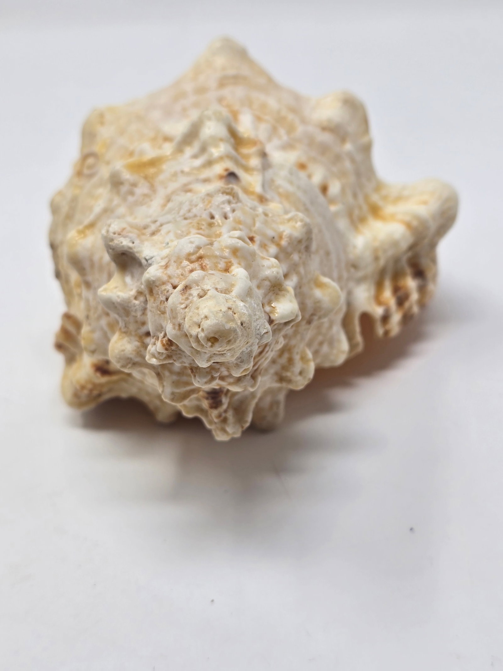 Giant Frog Shell (aka "Tutufu Bubo" or "Bursa Bobu") - 4