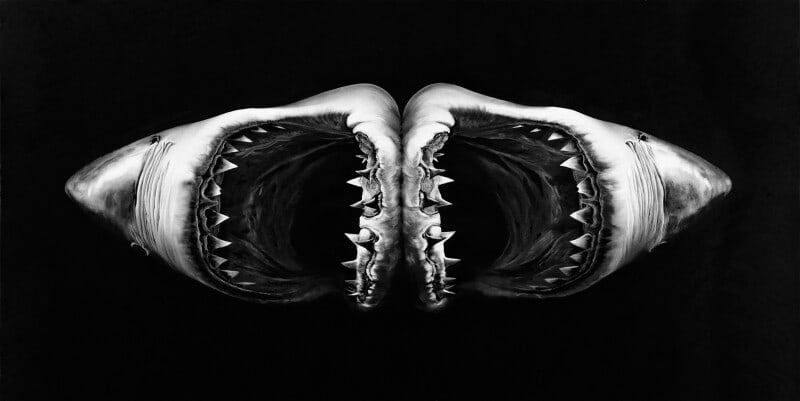Robert Longo (Double Shark): Robert Longo (Double Shark), Measures 43.46 X 83.46 in