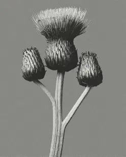 Karl Blossfeldt "Queen Anne Thistle" Poster After (1 of 1)