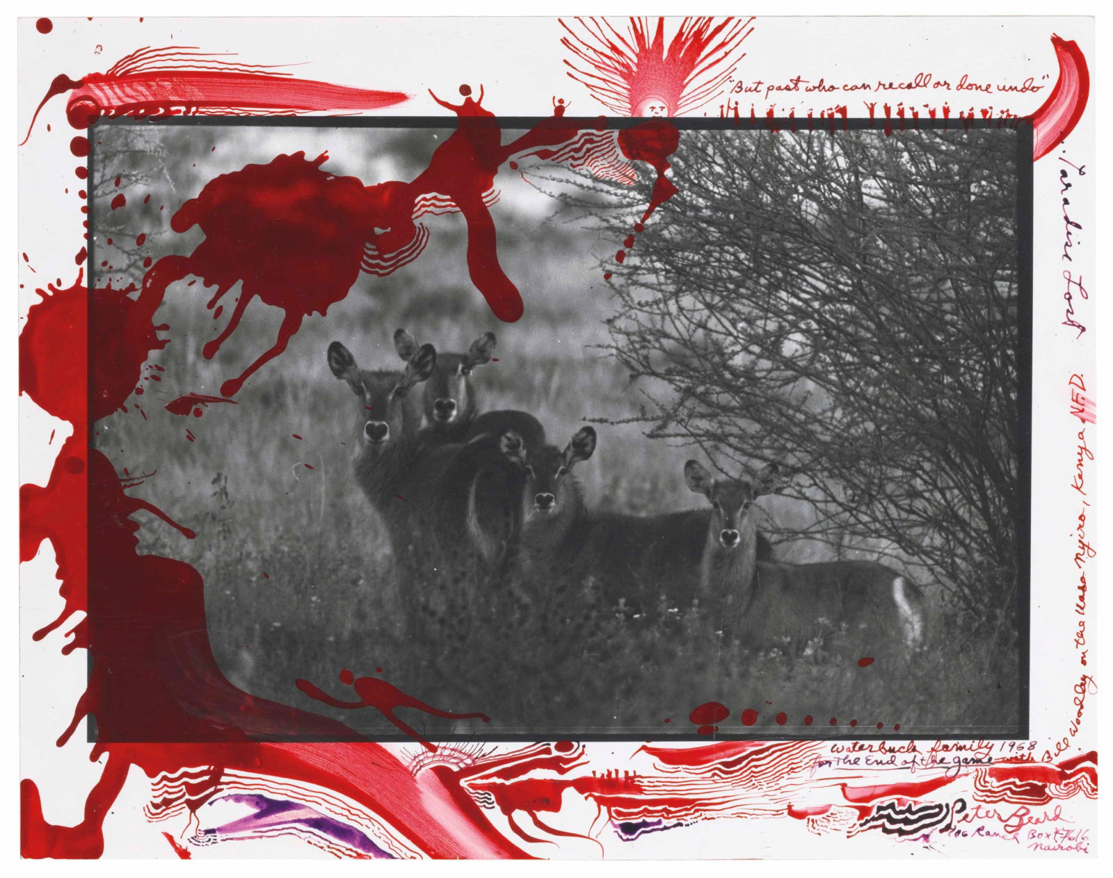 Peter Beard "Waterbuck Family" Photo Print (Sold after) (1 of 1)