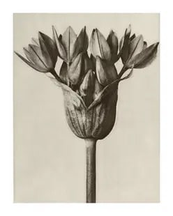Karl Blossfeldt "Garlic Plant" Print After (1 of 1)