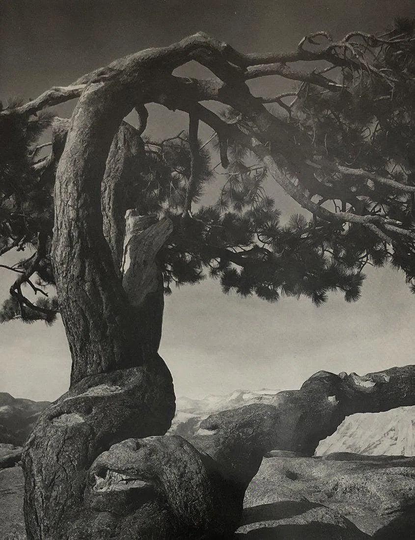 ANSEL ADAMS (B. 1902-1984): Jeffery Pine on Sentinel Dome Printed in colors mounted on archival board 9" x 7"