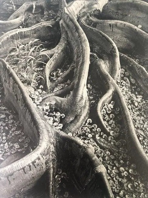 ANSEL ADAMS (B. 1902-1984): Roots, Foster Gardens, Honolulu, Hawaii Printed in colors mounted on archival board 10 1/2" x 9"