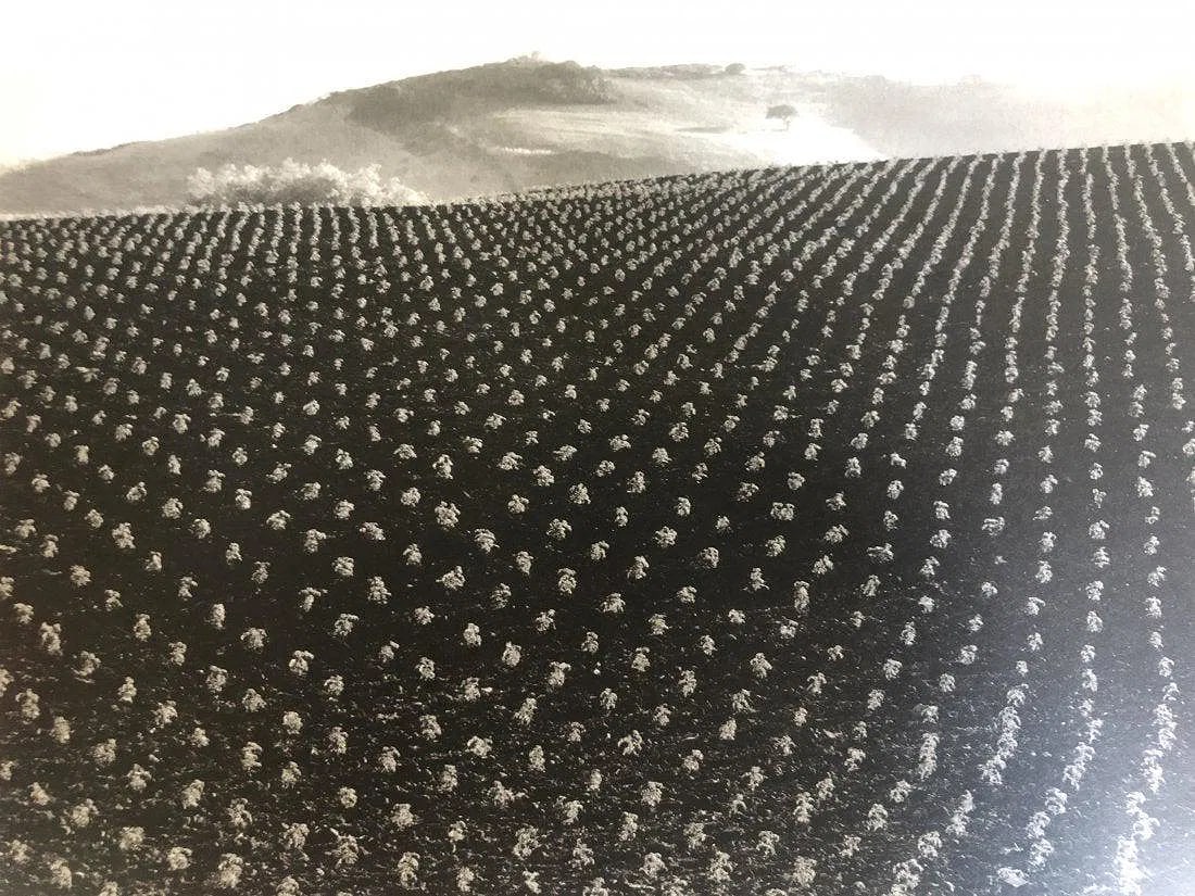 EDWARD WESTON (1886-1958) (1 of 1)