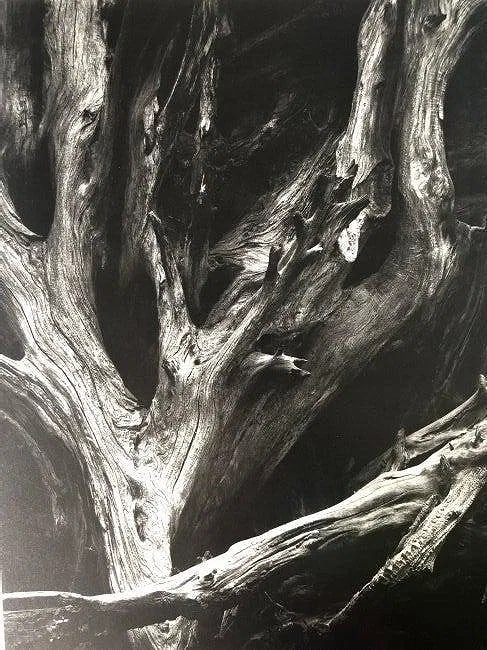 ANSEL ADAMS (B. 1902-1984): Sequoia Gigantea Roots, Yosemite National Park, CaliforniaPrinted in colors mounted on archival board 11 1/2" x 9"