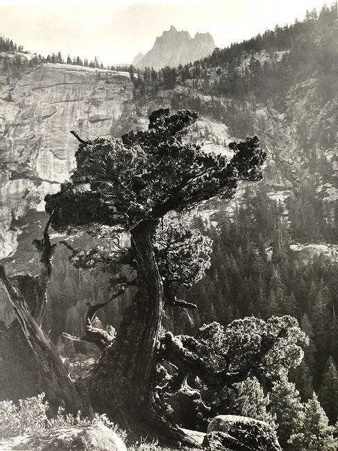 ANSEL ADAMS (B. 1902-1984): Sierra Juniper, Upper Merced River Canyon, Yosemite National Park, California Printed in colors mounted on archival board 13" x 20 1/8"