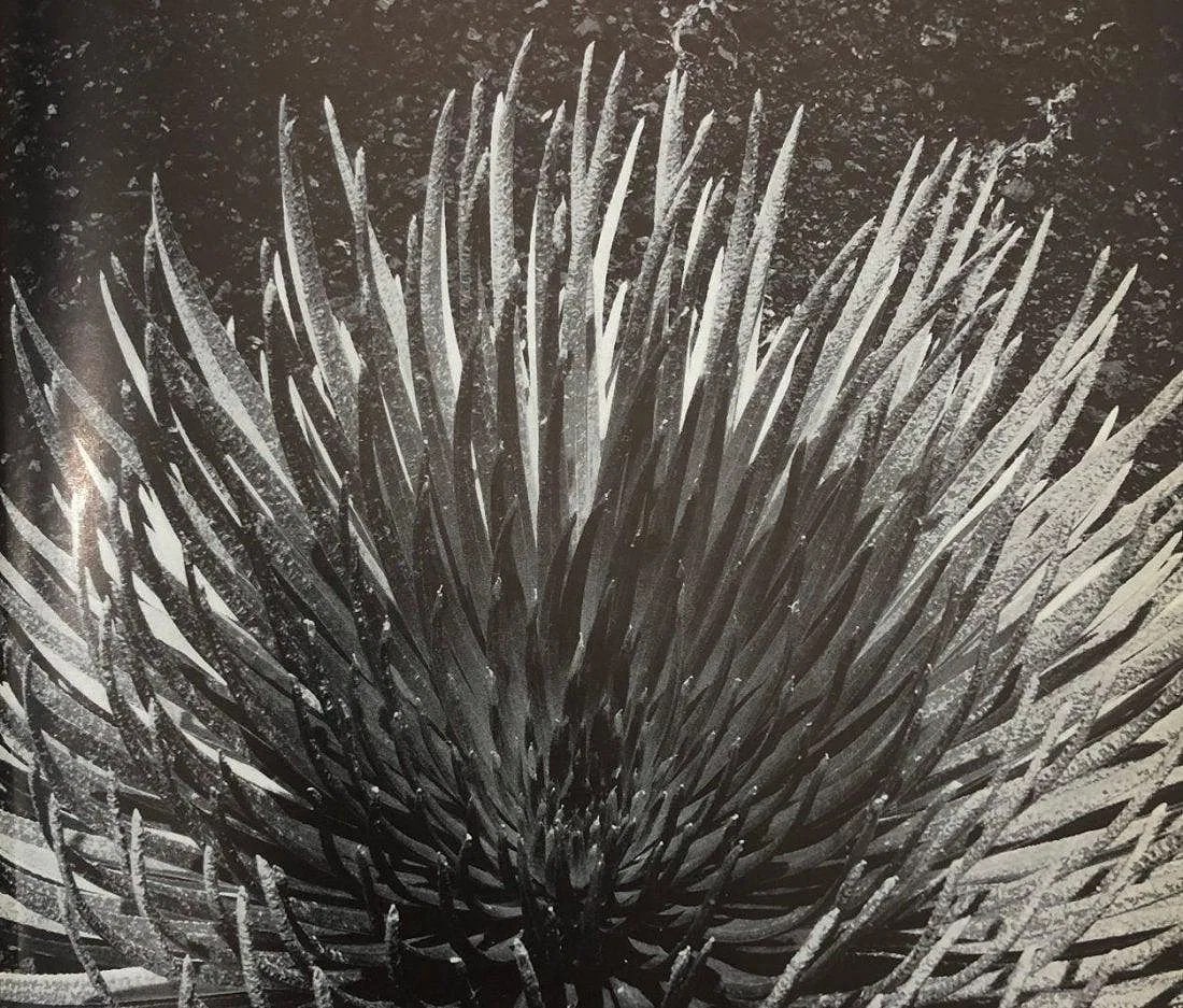 ANSEL ADAMS (B. 1902-1984): Silver Sword plant, Haleakala, Maui Printed in colors mounted on archival board 7 1/2" x 8 1/2"