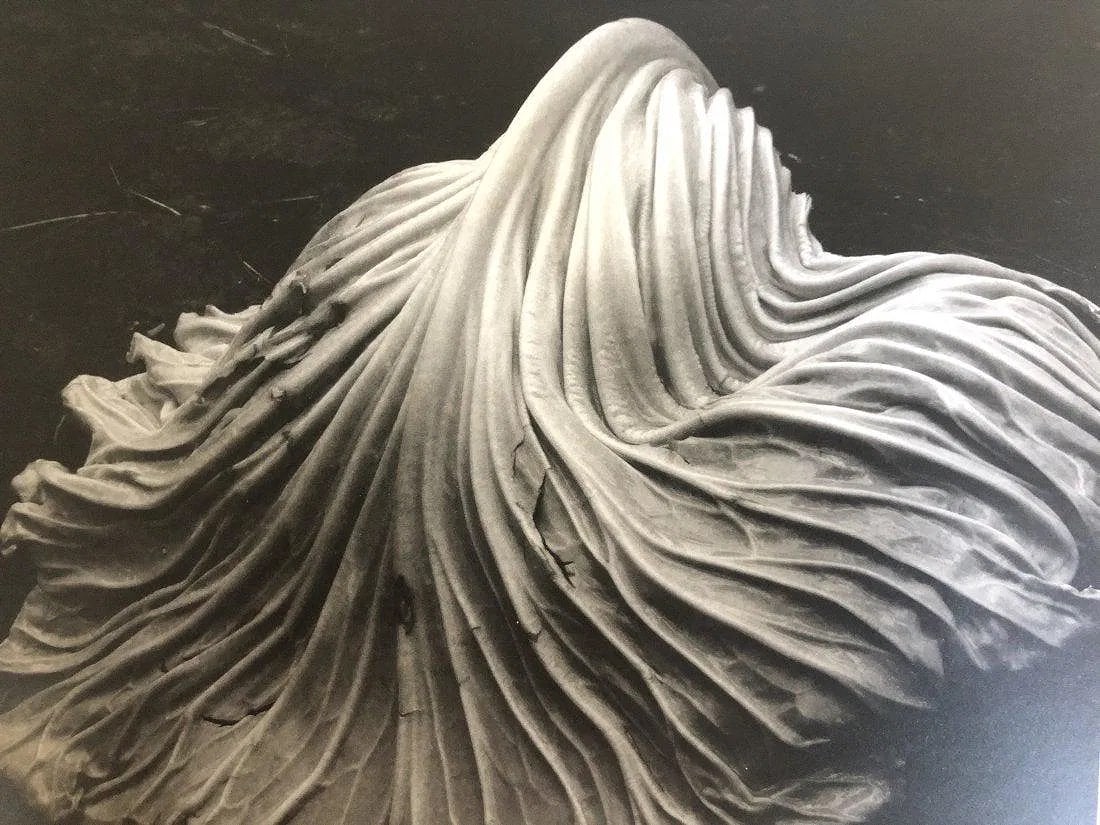 EDWARD WESTON (1886-1958): Cabbage Leaf, Printed in colors mounted on archival board7 1/2" x 9 1/2"