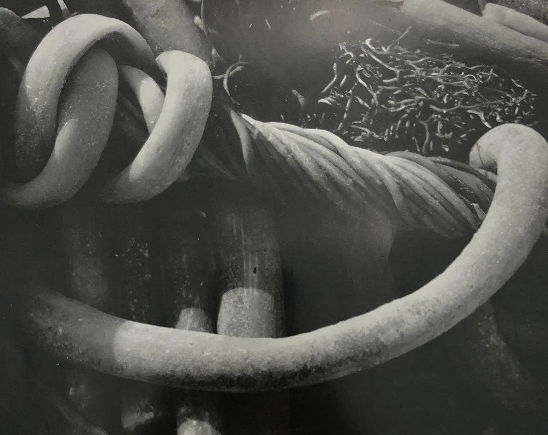 EDWARD WESTON (1886-1958): Kelp Printed in colors mounted on archival board 7 1/2" x 9 1/4"