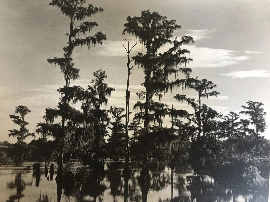 EDWARD WESTON (1886-1958): Louisiana Printed in colors mounted on archival board 7 1/2" x 9 1/2"