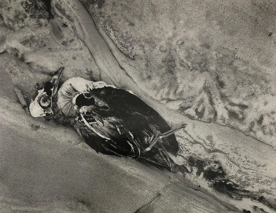 EDWARD WESTON (1886-1958) (1 of 1)