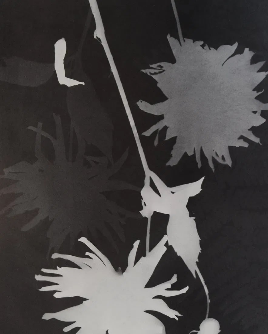 MAN RAY (1890-1976): Rayograph, Printed in colors mounted on archival board10 3/8" x 8 1/4"