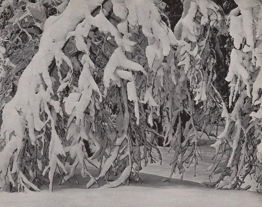 EDWARD WESTON (AMERICAN) PRINT ON PAPER (1 of 1)
