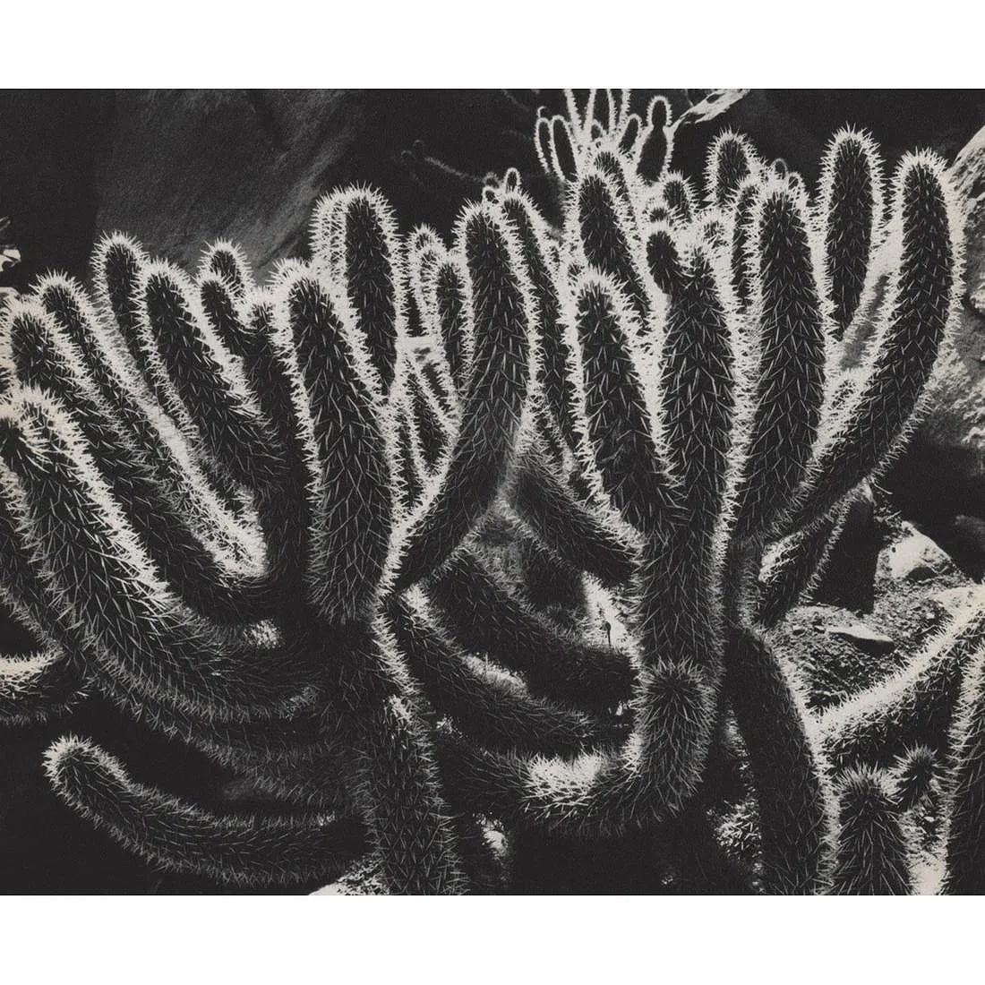 BRETT WESTON (AMERICAN) PRINT ON PAPER (1 of 1)