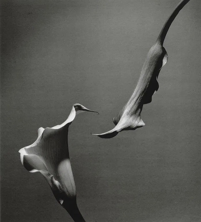 HORST P. HORST (GERMAN-AMERICAN) PRINT ON PAPER: Horst P. Horst (German-American) Print on Paper. Two Callas (1989). Printed in Japan in 1992. Measures 9.90 x 10.90 inches. Mounted.