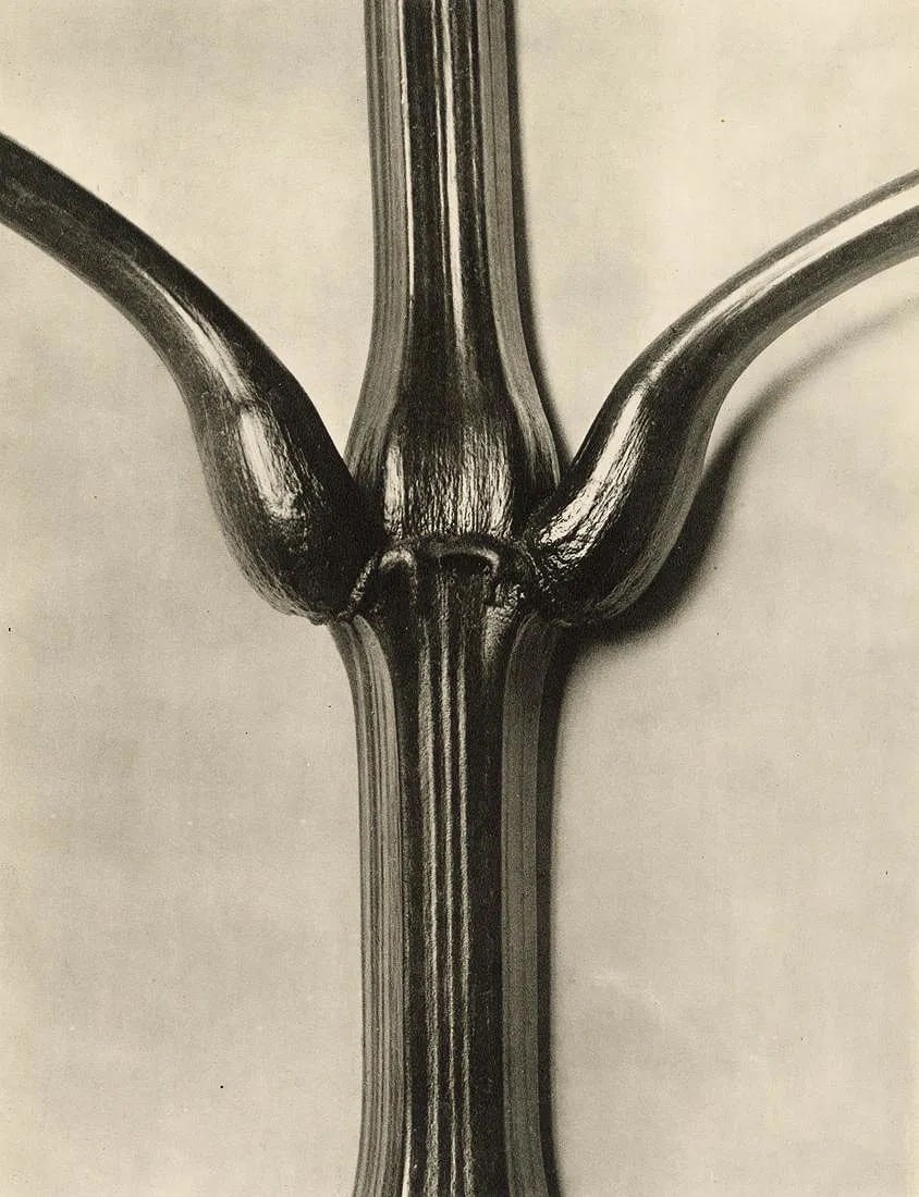 KARL BLOSSFELDT (GERMAN) PRINT ON PAPER (1 of 1)