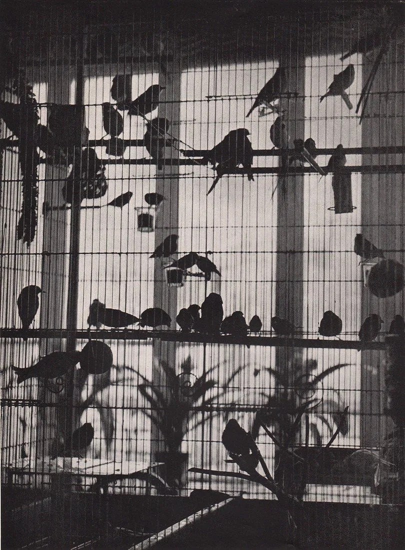 BRASSAI (HUNGARIAN-FRENCH) PRINT ON PAPER (1 of 1)