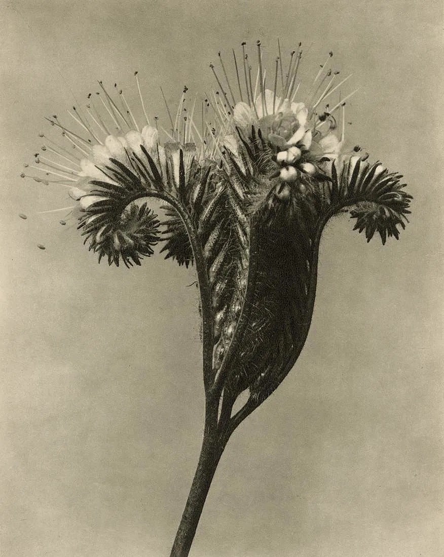 KARL BLOSSFELDT (GERMAN) PRINT ON PAPER (1 of 1)