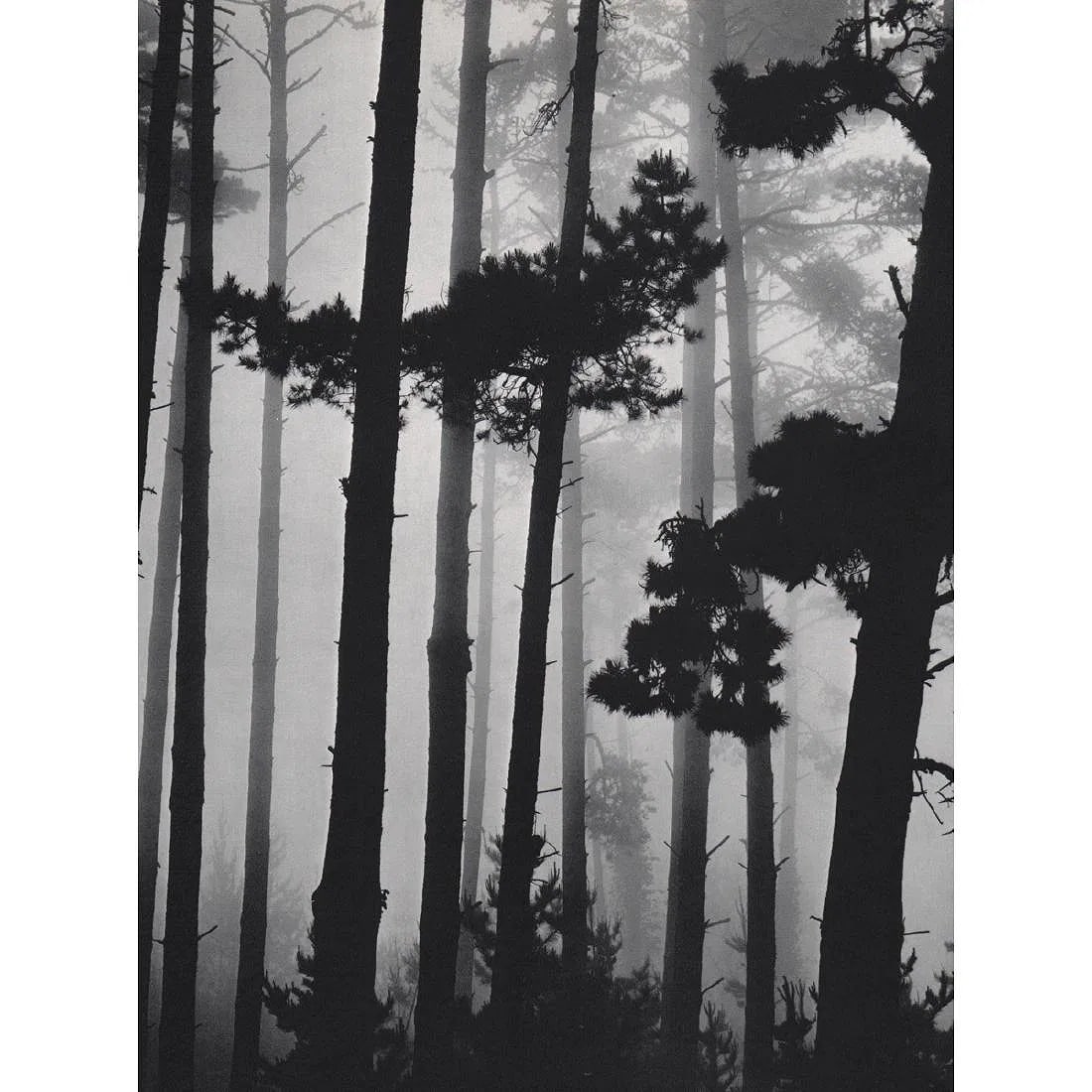 BRETT WESTON (AMERICAN) PRINT ON PAPER: Brett Weston (American) Print on Paper. Pines in Fog, California (1964). Printed in Switzerland in 1970s. Measures 7.50 x 10.00 inches.