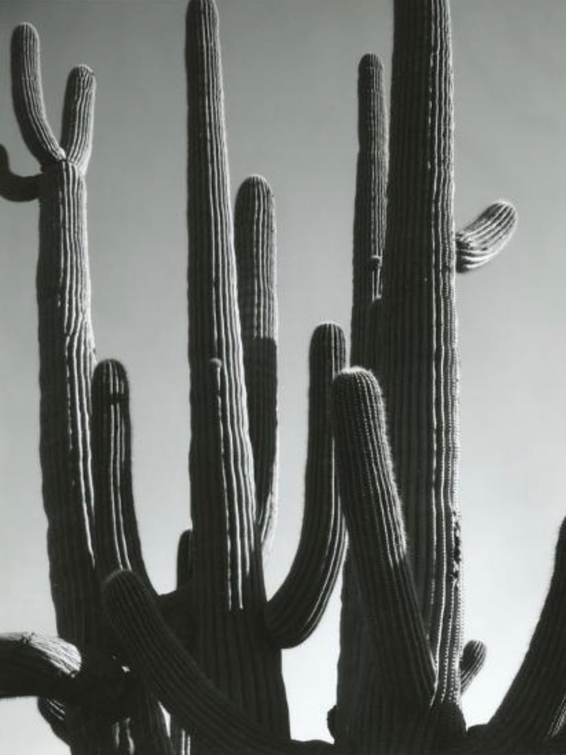 BRETT WESTON (AMERICAN) PRINT ON PAPER (1 of 3)