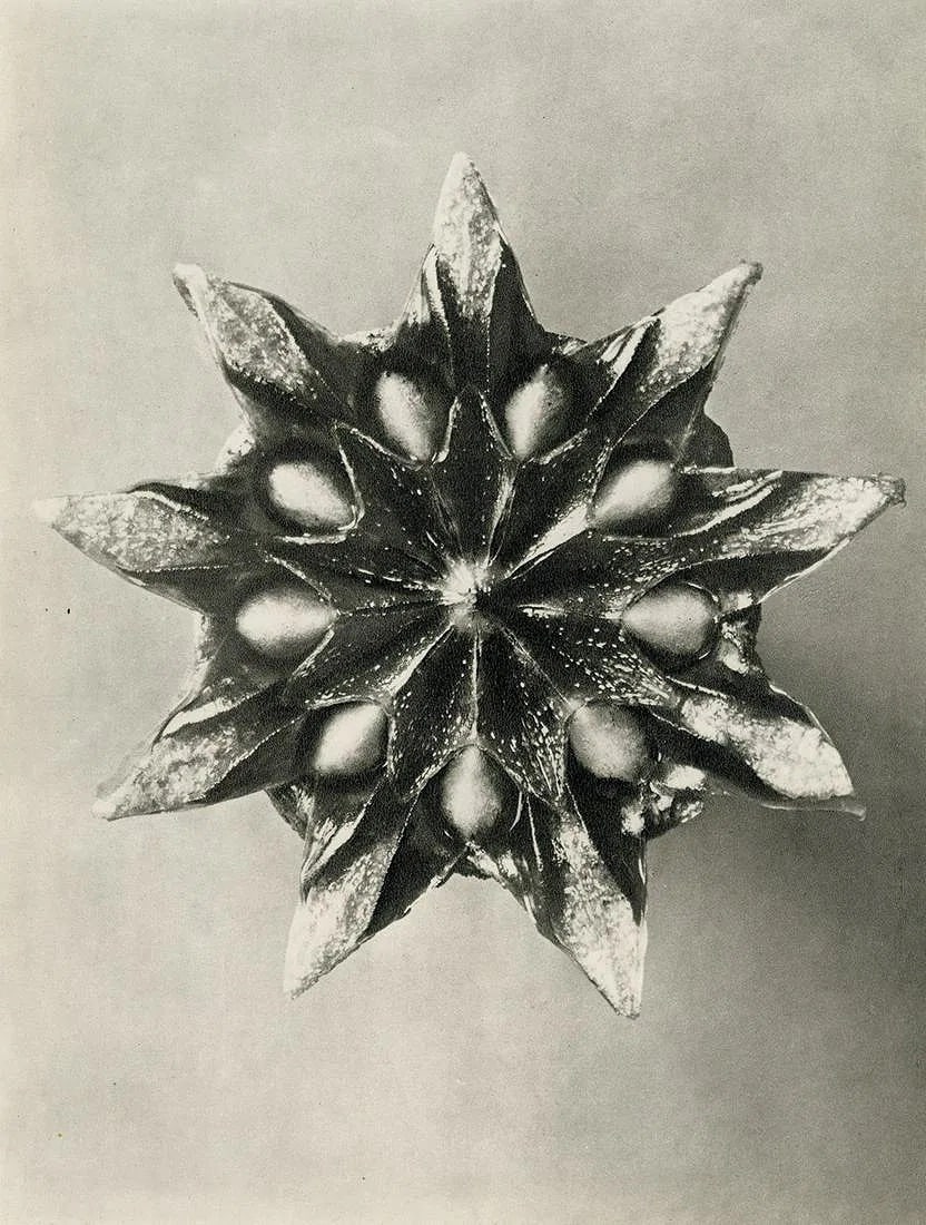 KARL BLOSSFELDT (GERMAN) PRINT ON PAPER: Karl Blossfeldt (German) Print on Paper. Mesembrianthemum Linguiforme. Printed in German in 1942. Measures 8.15 x 10.55 inches.