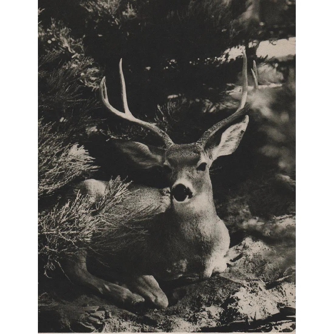 JOSEF MUENCH (AMERICAN) PRINT ON PAPER: Josef Muench (American) Print on Paper. Siesta. Printed in USA in 1940s. Measures 5.00 x 6.25 inches. Gravure.