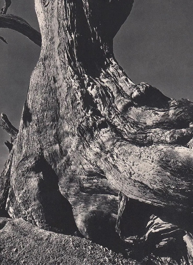 EDWARD WESTON (AMERICAN) PRINT ON PAPER (1 of 1)
