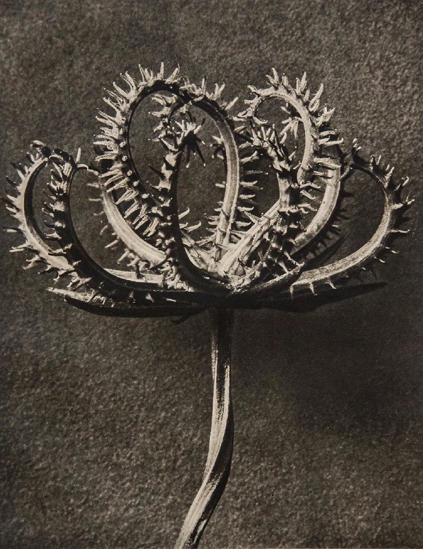 KARL BLOSSFELDT (GERMAN) PRINT ON PAPER (1 of 1)