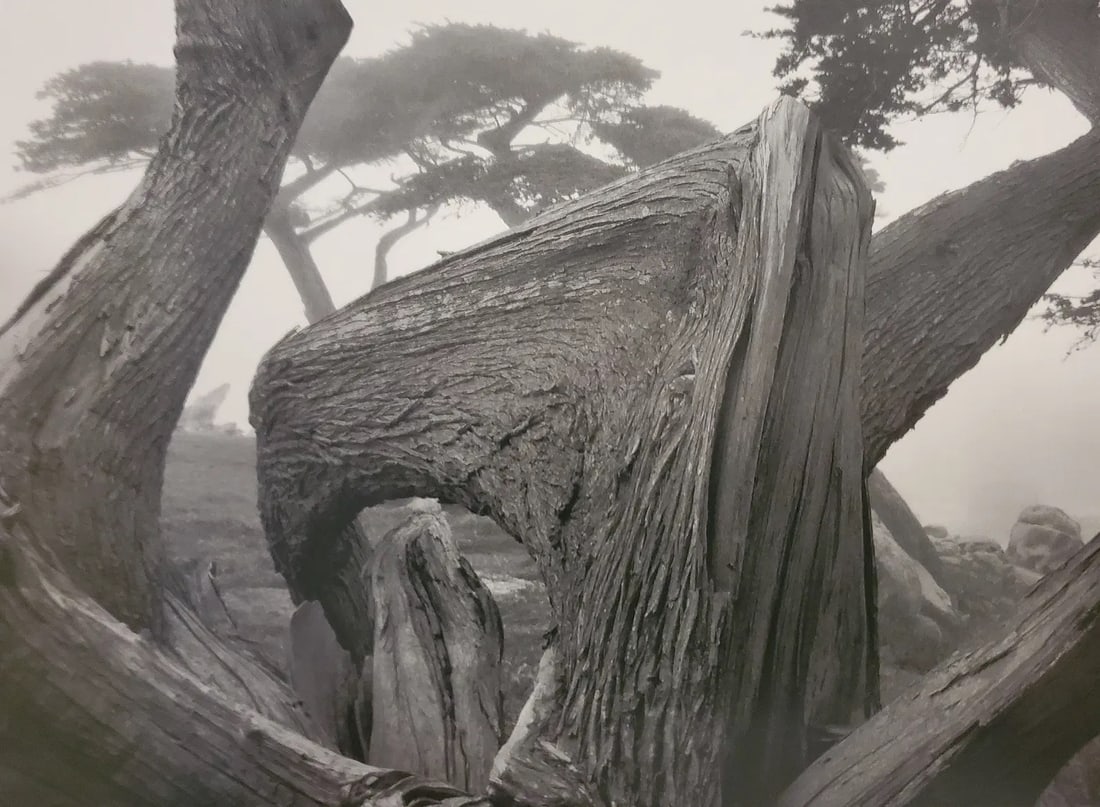 ANSEL ADAMS (AMERICAN) PRINT ON PAPER: Ansel Adams (American). Cypress and Fog, Pebble Beach, California (1967). Printed in Italy in 2007 and Published by Little, Brown, and Company. Measures 6.50 x 5.00 inches. Semi-gloss.