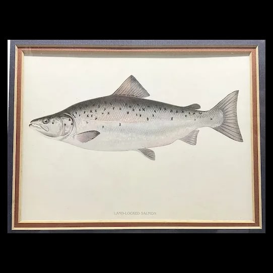 Fish Print - 2