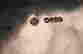 item-71100010=4