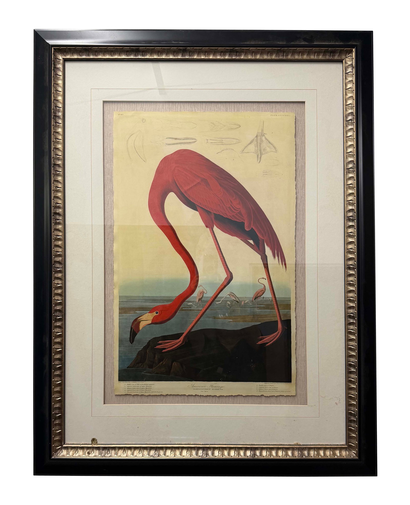 J. AUDUBON ENGRAVING - AMERICAN FLAMINGO ENGRAVING SIZE 29"H X 19"W - FRAME 46"H X 36"W (1 of 2)