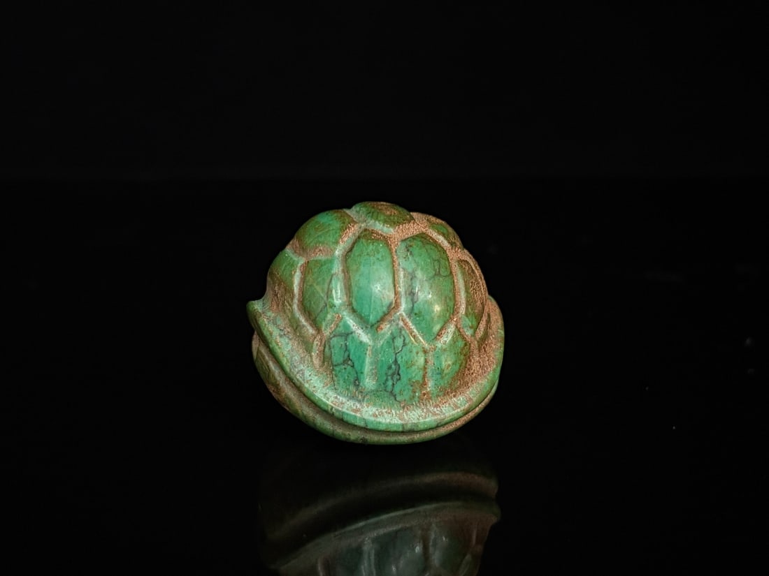 A beautiful turquoise turtle shell - 2