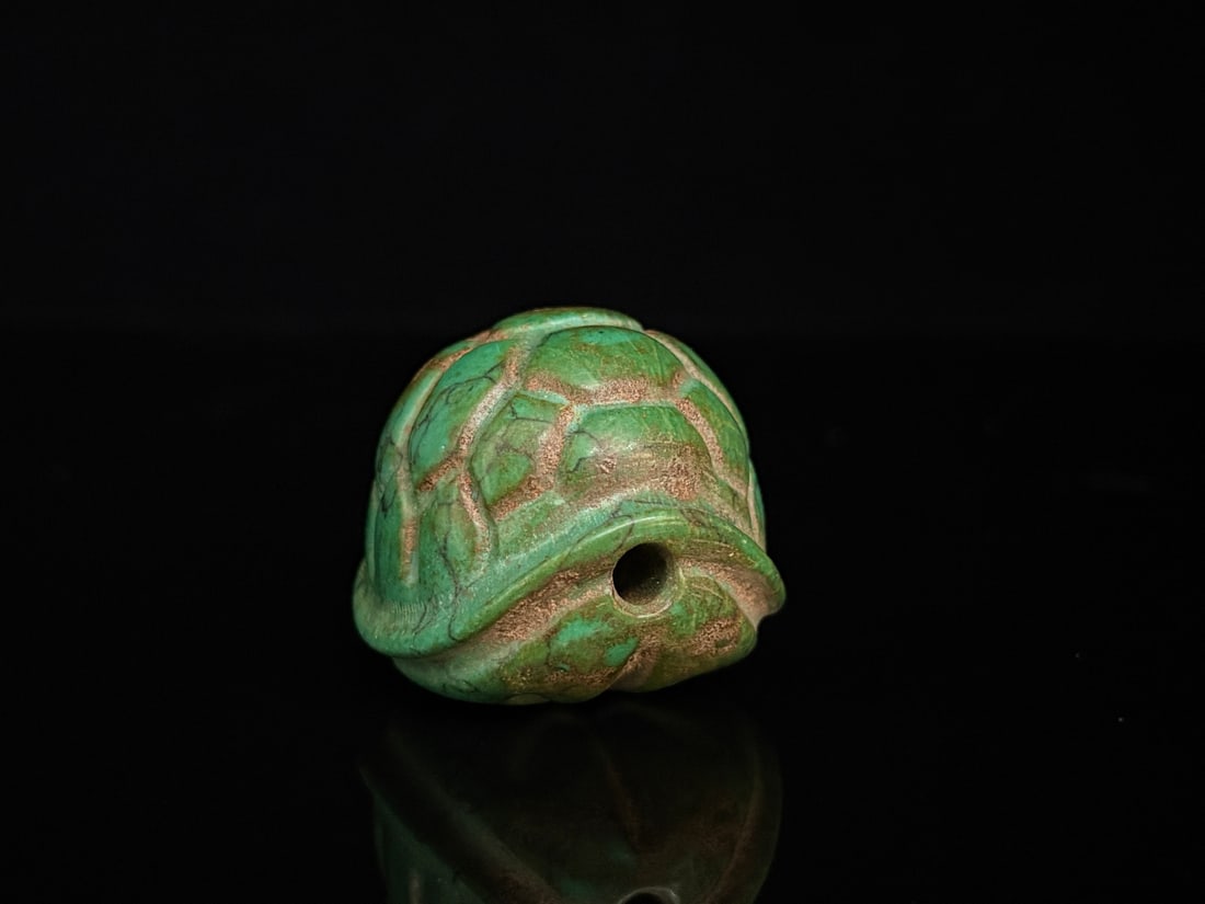 A beautiful turquoise turtle shell - 3