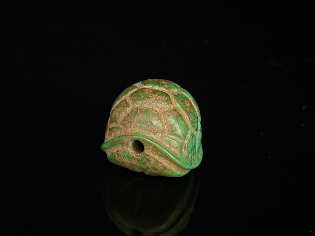 A beautiful turquoise turtle shell - 5