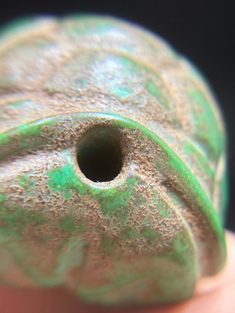 A beautiful turquoise turtle shell - 6
