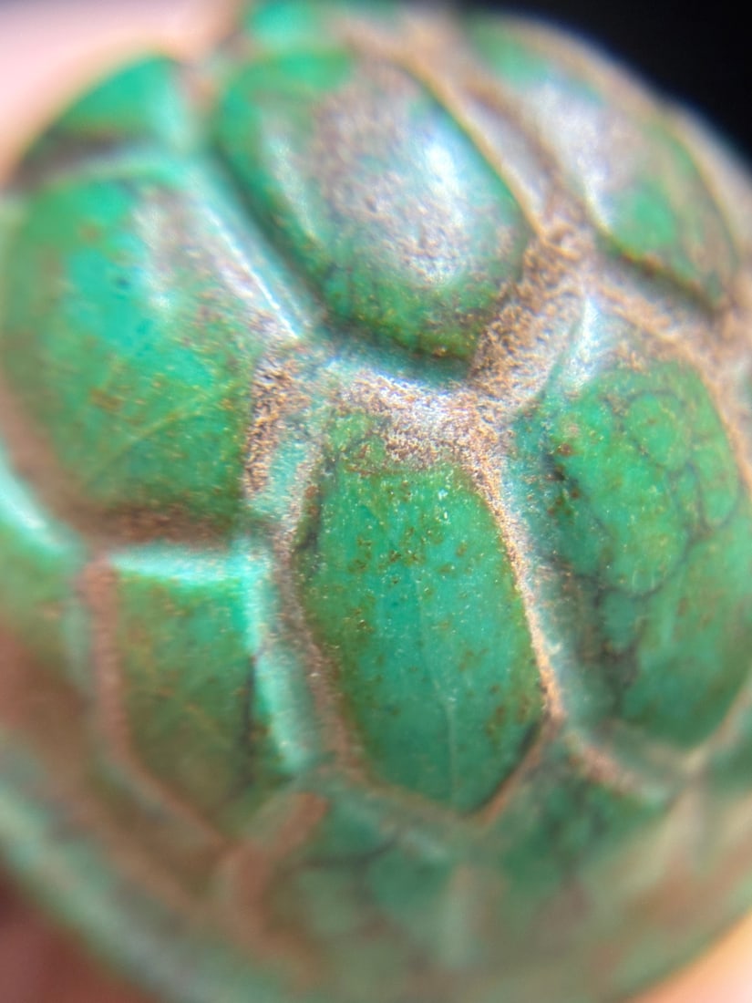 A beautiful turquoise turtle shell - 9