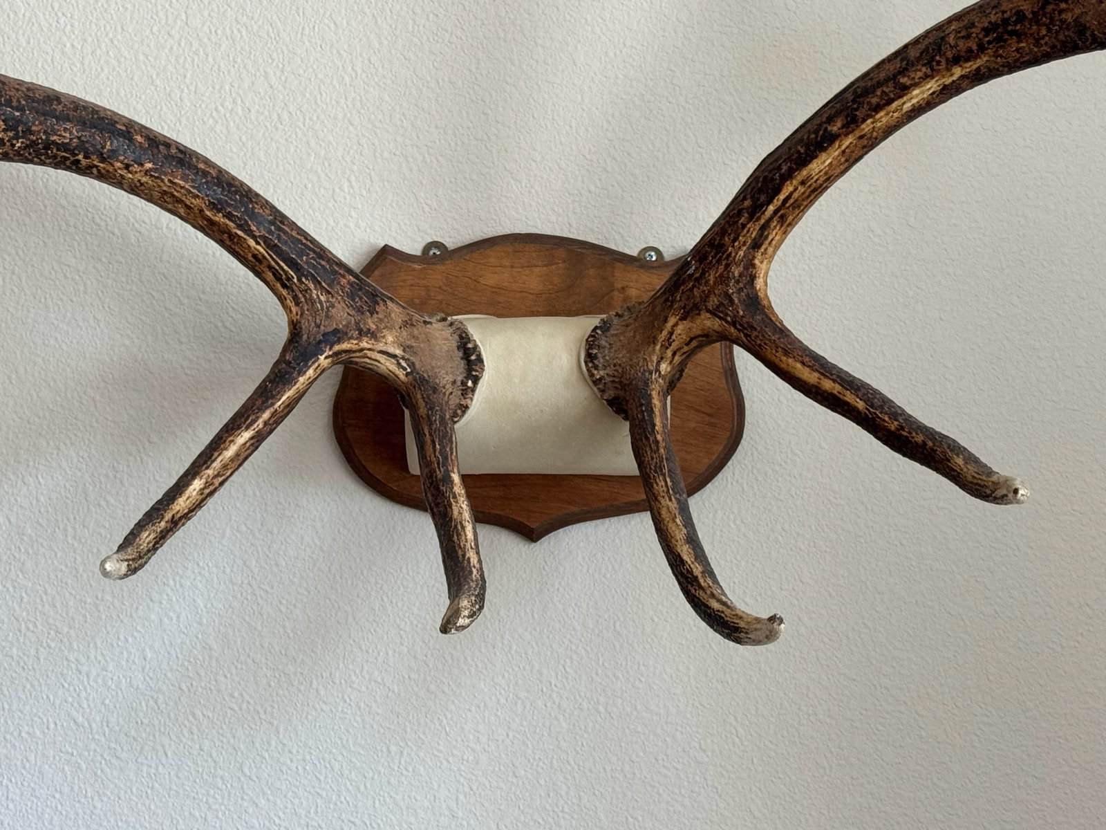 Natural Wall-Mounted Antler Trophy - 2