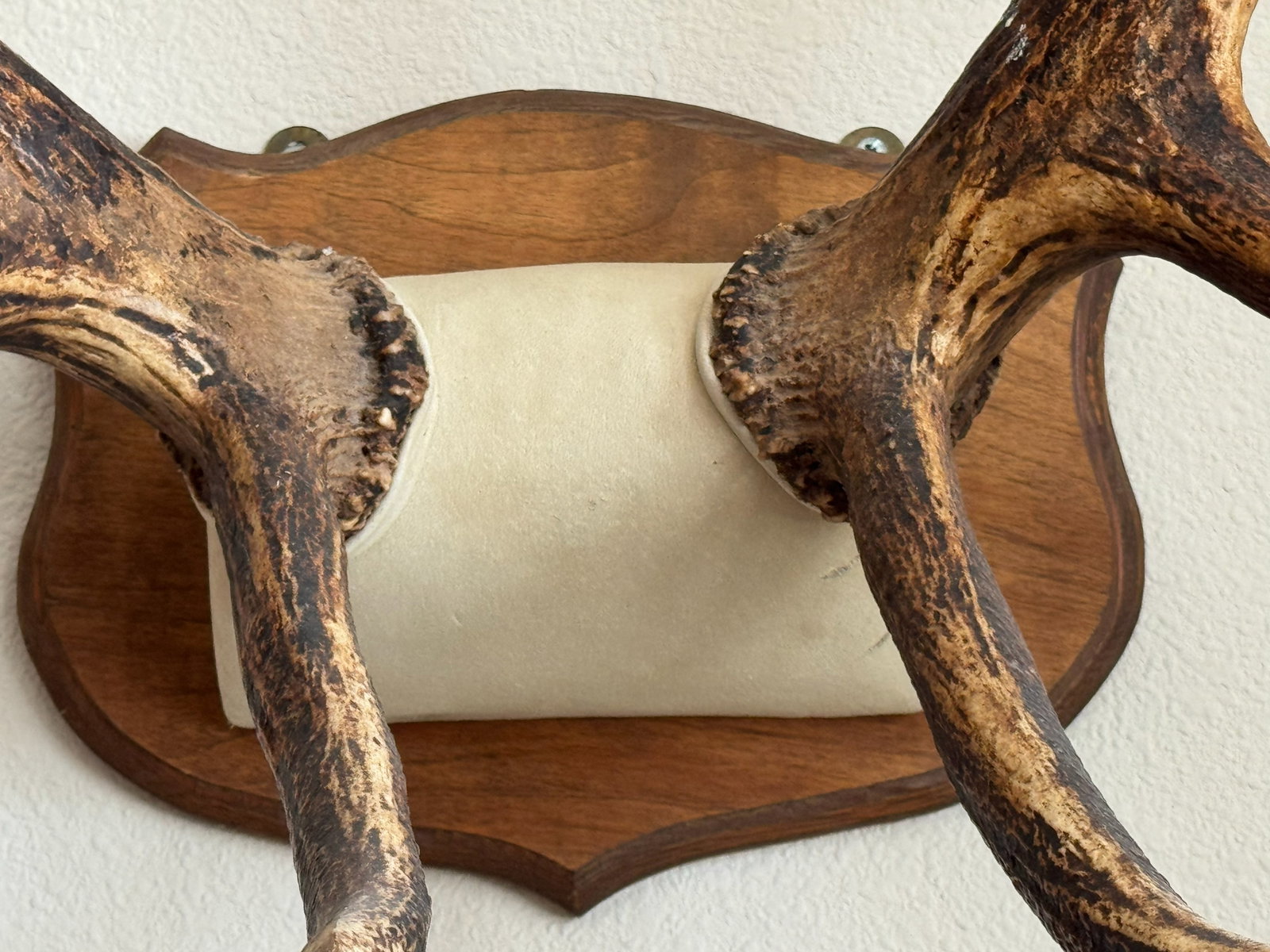 Natural Wall-Mounted Antler Trophy - 3