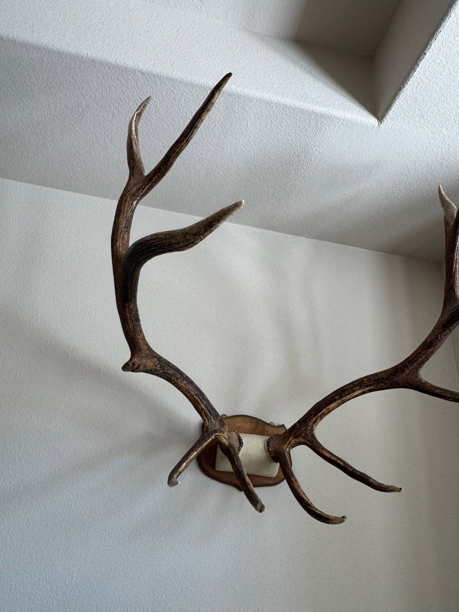 Natural Wall-Mounted Antler Trophy - 4