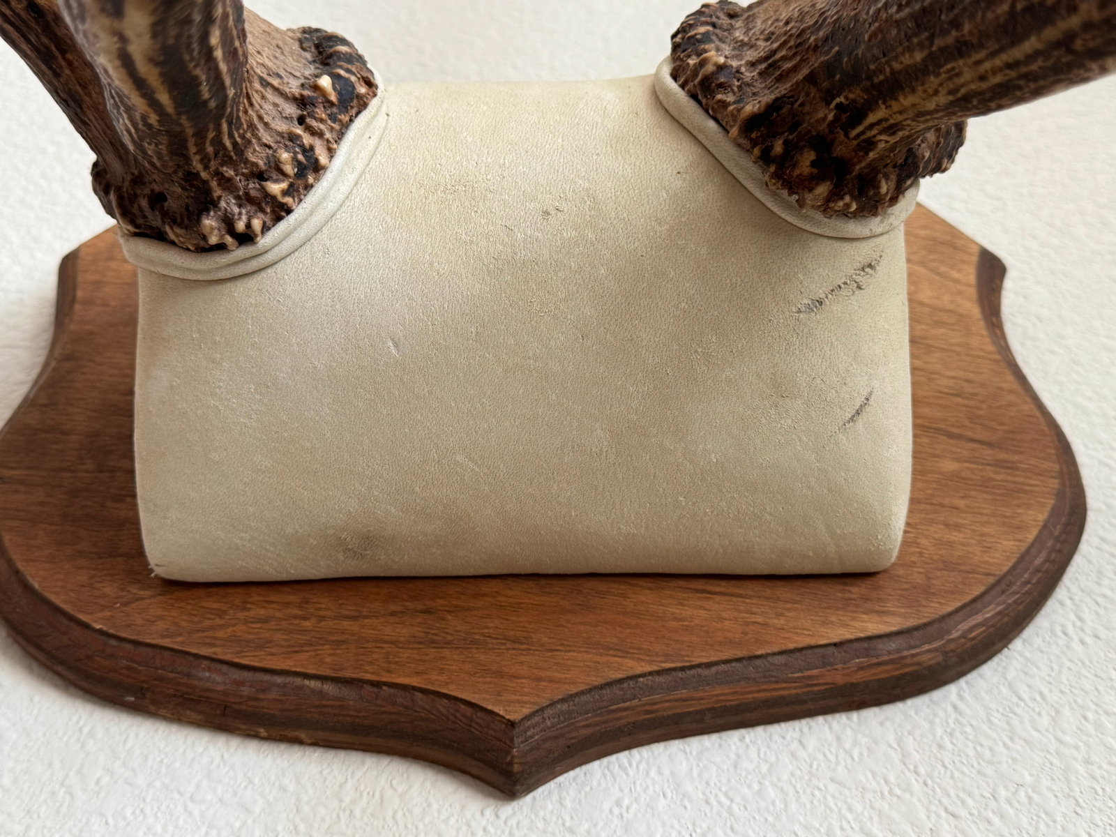 Natural Wall-Mounted Antler Trophy - 5