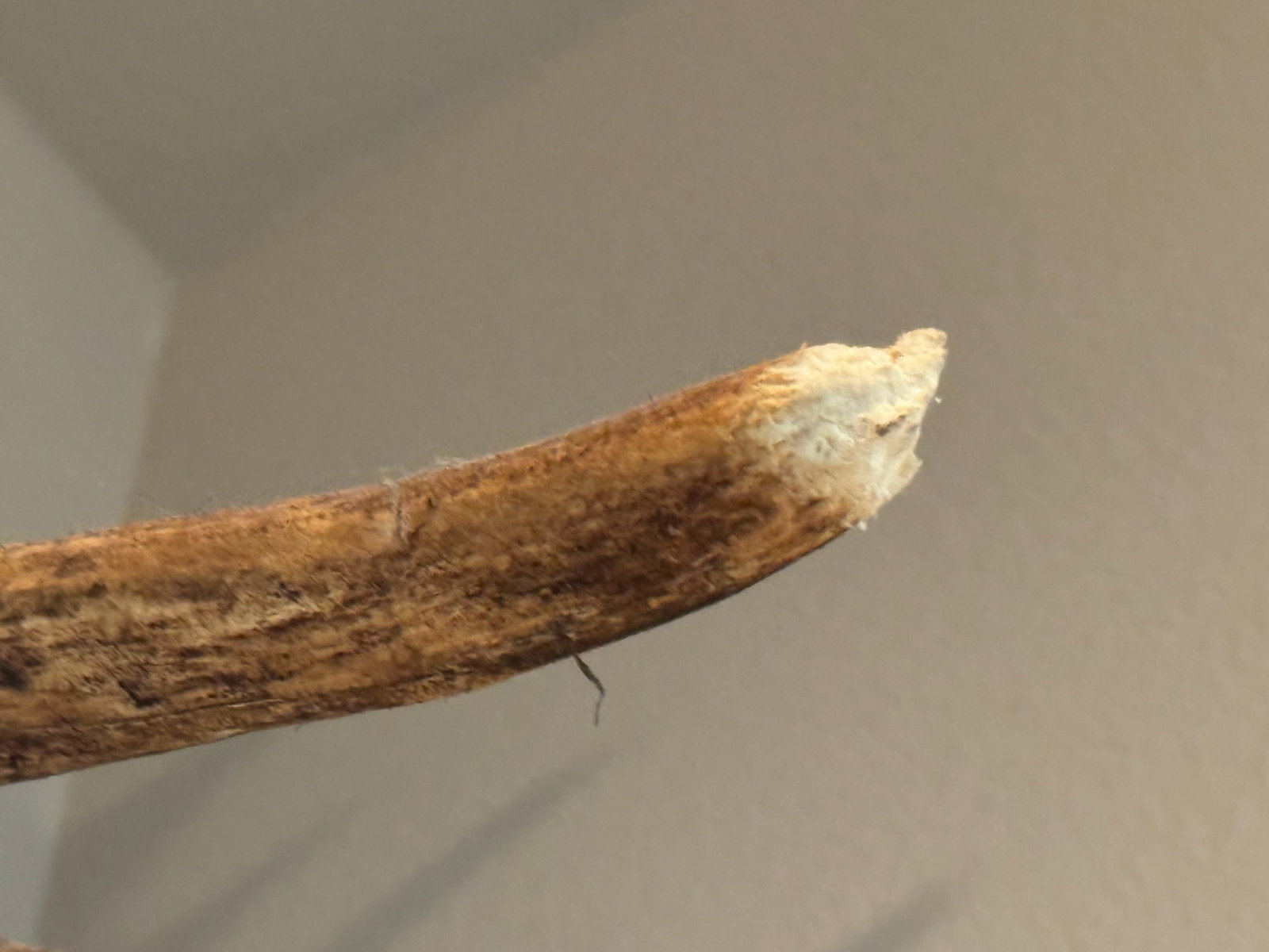 Impressive Large Wall-Mounted Moose Antler - 2