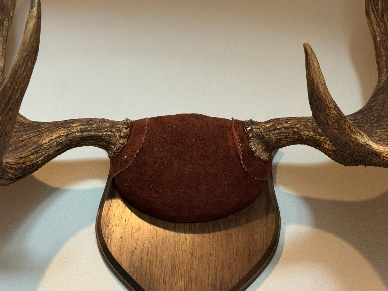 Impressive Large Wall-Mounted Moose Antler - 3