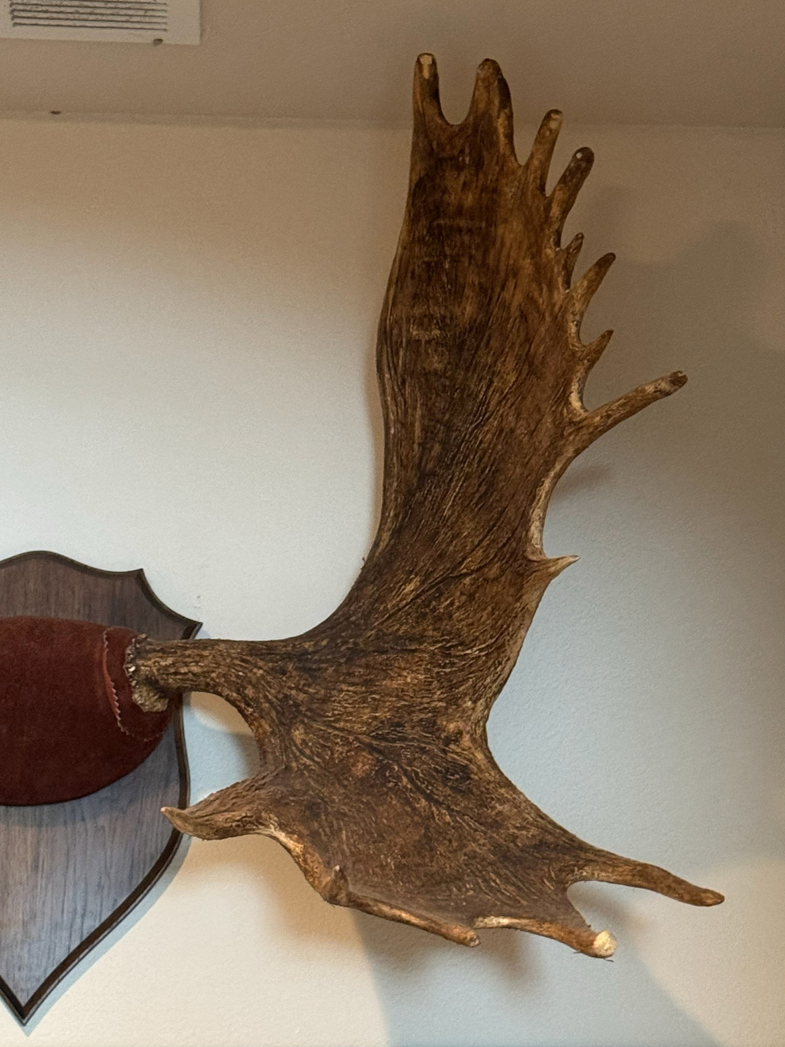Impressive Large Wall-Mounted Moose Antler - 4